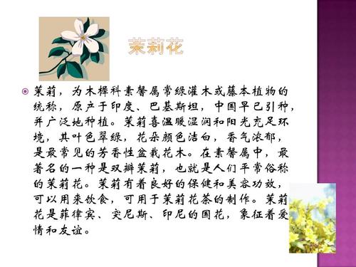圆叶宝珠茉莉鲜花花语(宝珠茉莉圆叶尖叶)-第1张图片-花花知道网 圆叶宝珠茉莉鲜花花语(宝珠茉莉圆叶尖叶)-第1张图片-花花知道网