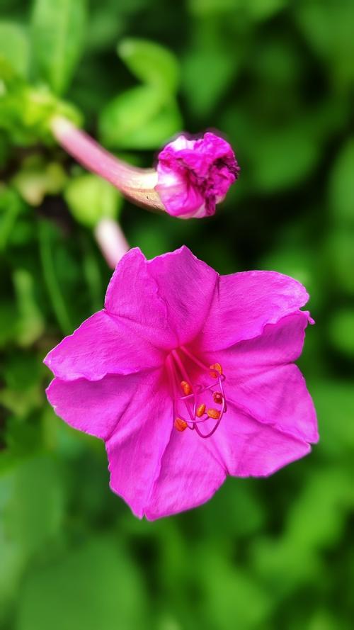 圆叶宝珠茉莉鲜花花语(宝珠茉莉圆叶尖叶)-第2张图片-花花知道网 圆叶宝珠茉莉鲜花花语(宝珠茉莉圆叶尖叶)-第2张图片-花花知道网