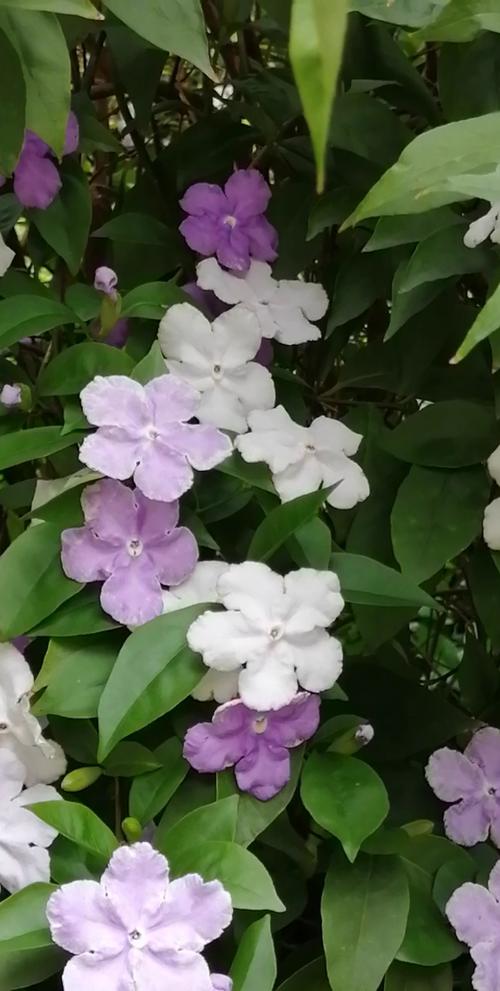 圆叶宝珠茉莉鲜花花语(宝珠茉莉圆叶尖叶)-第3张图片-花花知道网 圆叶宝珠茉莉鲜花花语(宝珠茉莉圆叶尖叶)-第3张图片-花花知道网