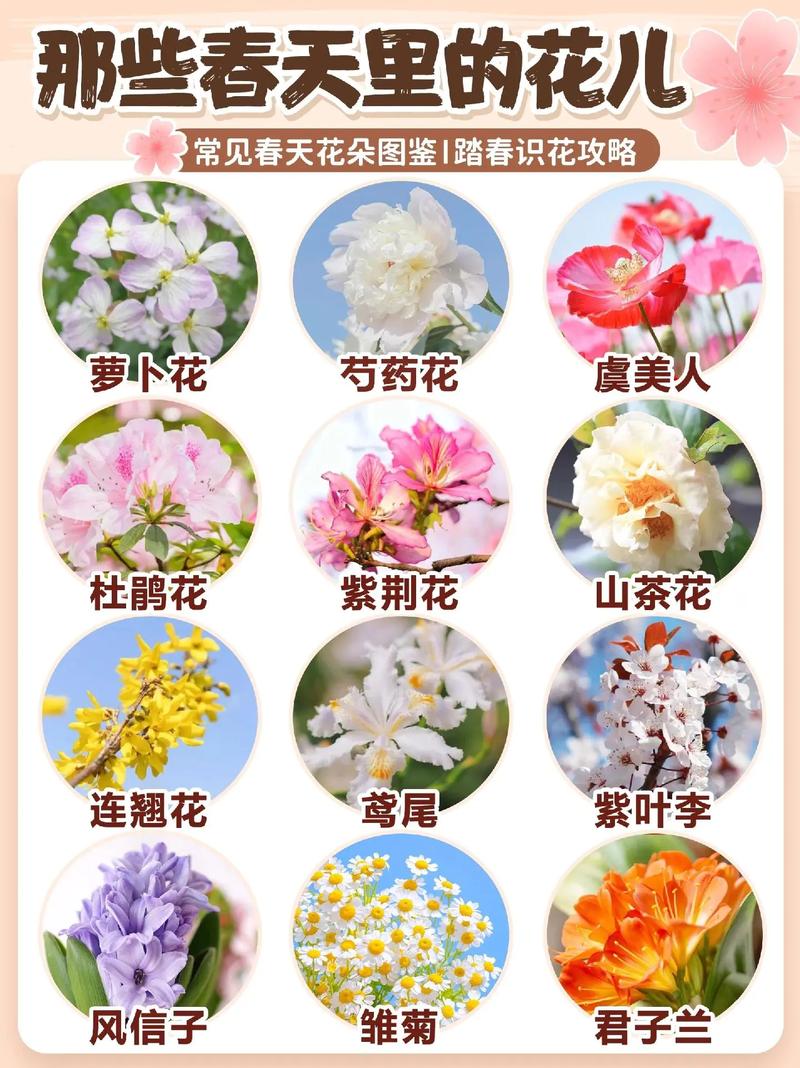 鲜花花语书籍(鲜花语录经典)-第5张图片-花花知道网 鲜花花语书籍(鲜花语录经典)-第5张图片-花花知道网