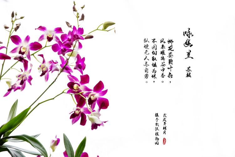 鲜花兰花花语(兰花草花语)-第3张图片-花花知道网 鲜花兰花花语(兰花草花语)-第3张图片-花花知道网