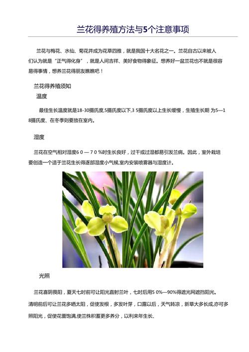 鲜花兰花花语(兰花草花语)-第4张图片-花花知道网 鲜花兰花花语(兰花草花语)-第4张图片-花花知道网