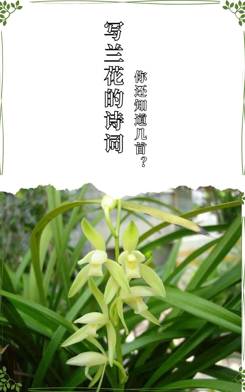 鲜花兰花花语(兰花草花语)-第6张图片-花花知道网 鲜花兰花花语(兰花草花语)-第6张图片-花花知道网