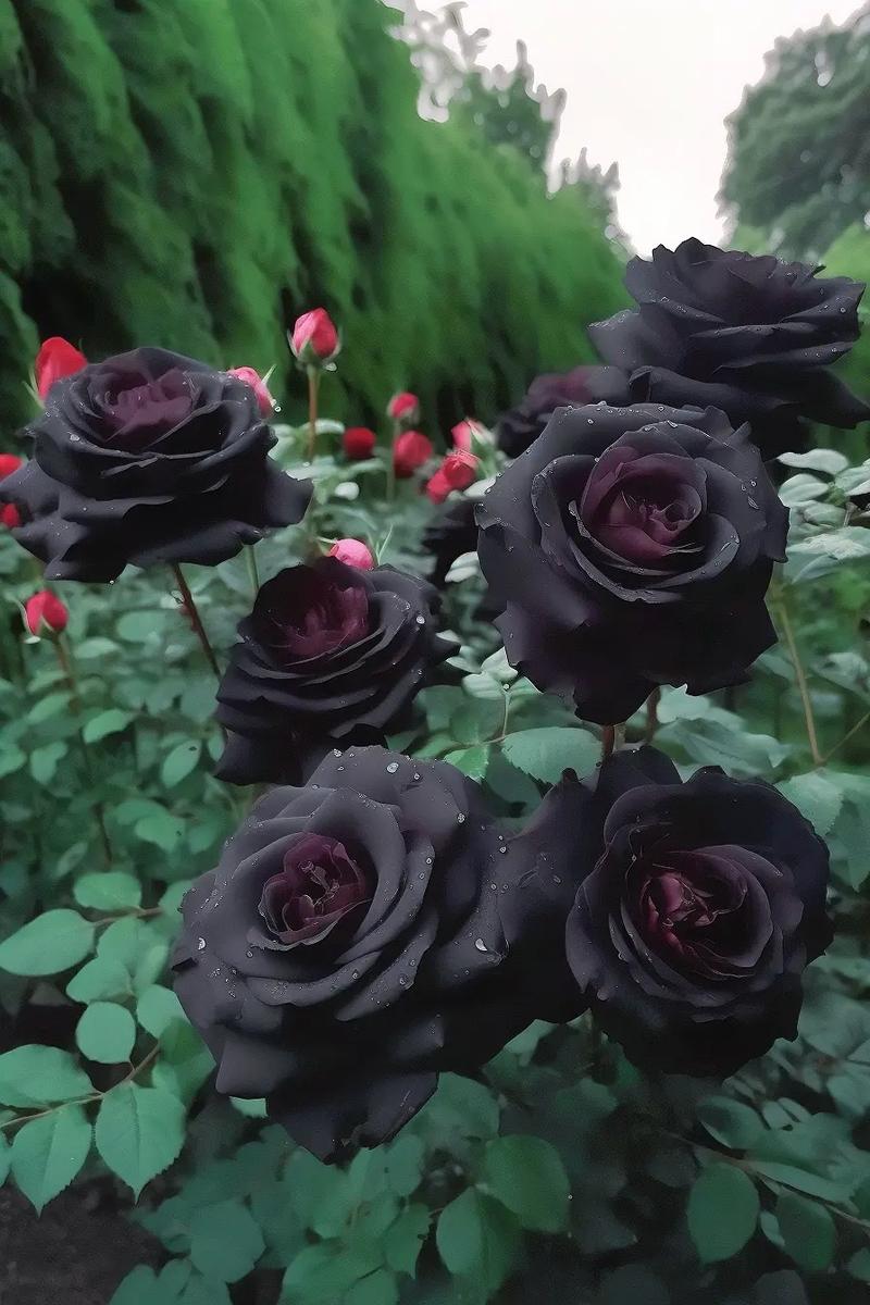 暗黑玫瑰鲜花花语大全(暗黑玫瑰花头像)-第3张图片-花花知道网 暗黑玫瑰鲜花花语大全(暗黑玫瑰花头像)-第3张图片-花花知道网