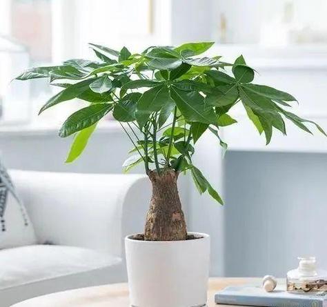 送花盆的讲究(送人花盆有讲究吗)-第4张图片-花花知道网 送花盆的讲究(送人花盆有讲究吗)-第4张图片-花花知道网