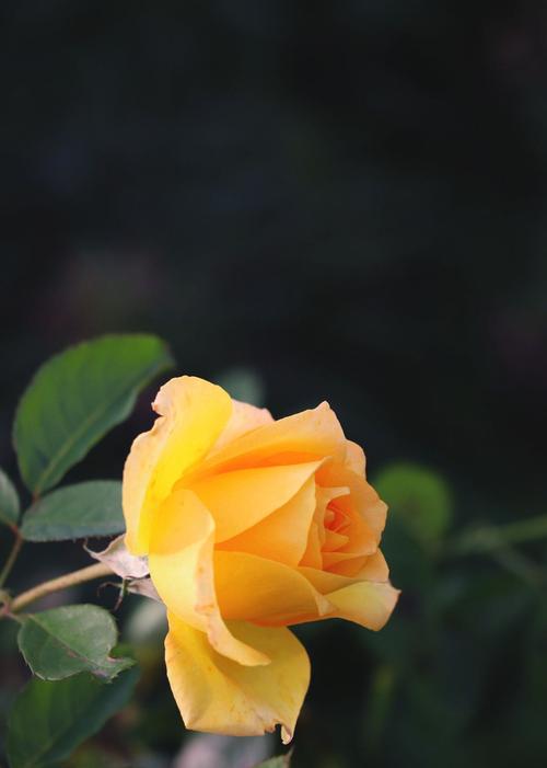 11朵黄玫瑰鲜花花束寓意(11朵黄色玫瑰花)-第2张图片-花花知道网 11朵黄玫瑰鲜花花束寓意(11朵黄色玫瑰花)-第2张图片-花花知道网