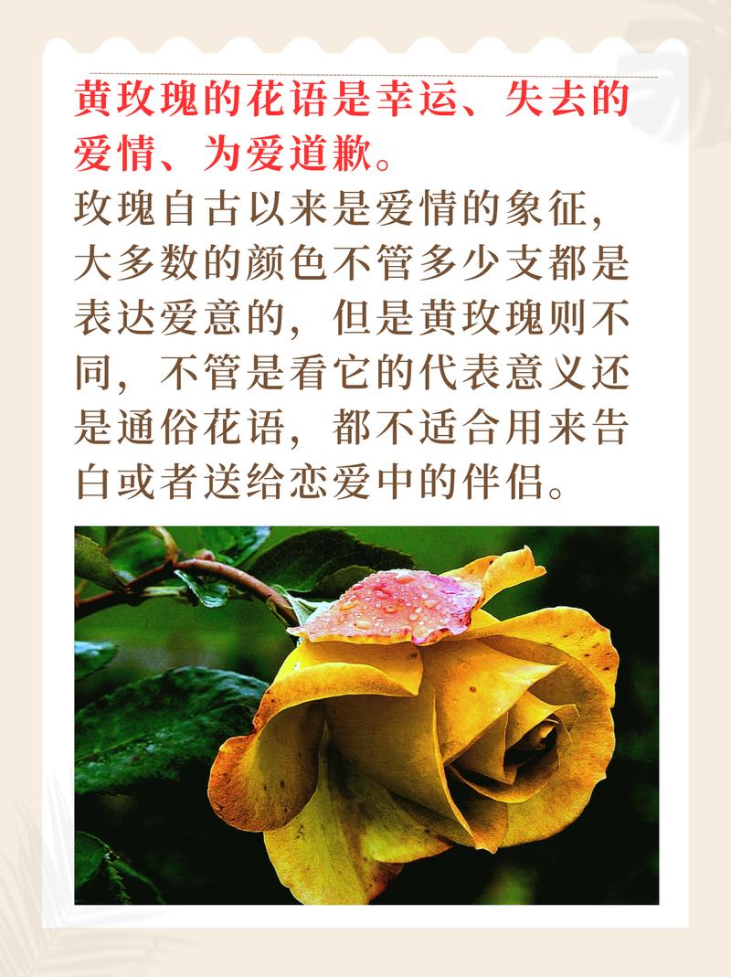 11朵黄玫瑰鲜花花束寓意(11朵黄色玫瑰花)-第4张图片-花花知道网 11朵黄玫瑰鲜花花束寓意(11朵黄色玫瑰花)-第4张图片-花花知道网