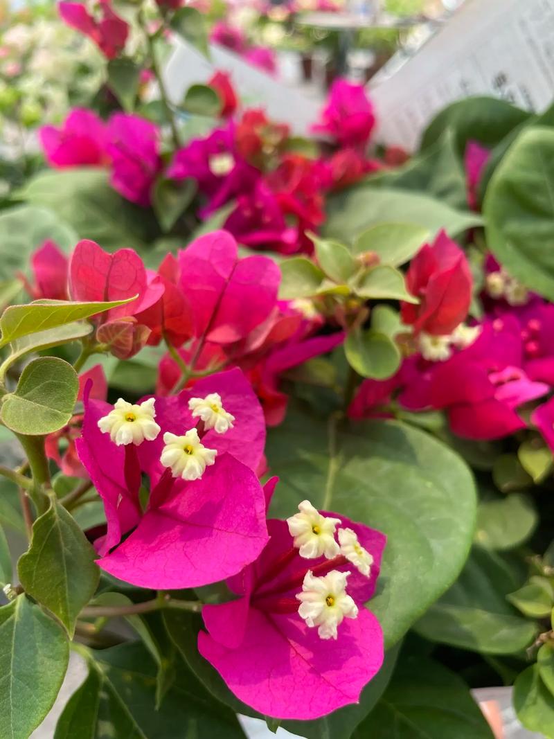 中国红鲜花花语(红色的中国花)-第1张图片-花花知道网 中国红鲜花花语(红色的中国花)-第1张图片-花花知道网