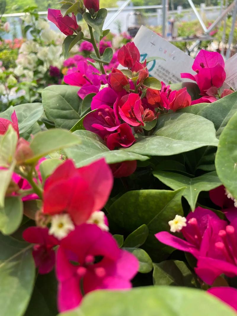中国红鲜花花语(红色的中国花)-第2张图片-花花知道网 中国红鲜花花语(红色的中国花)-第2张图片-花花知道网
