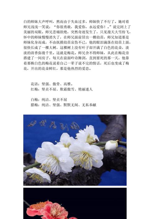 现金鲜花花语(现金花束违法吗)-第3张图片-花花知道网 现金鲜花花语(现金花束违法吗)-第3张图片-花花知道网