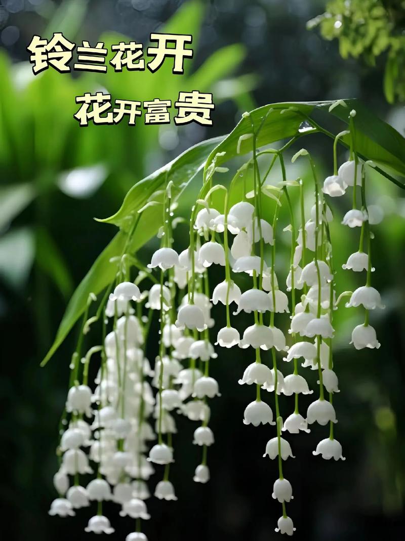 什么鲜花花语是幸运和幸运(什么鲜花花语是幸运和幸运之花)-第2张图片-花花知道网 什么鲜花花语是幸运和幸运(什么鲜花花语是幸运和幸运之花)-第2张图片-花花知道网