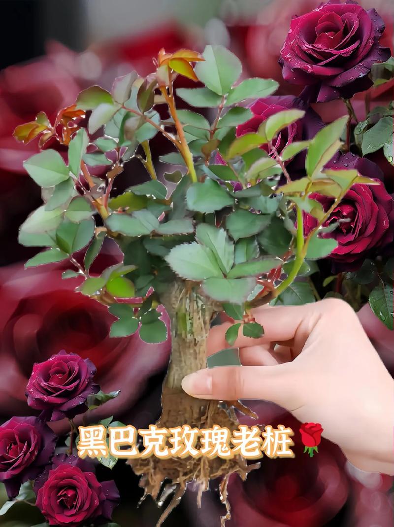 暗黑骑士鲜花花语大全(暗黑骑士剧情)-第1张图片-花花知道网 暗黑骑士鲜花花语大全(暗黑骑士剧情)-第1张图片-花花知道网