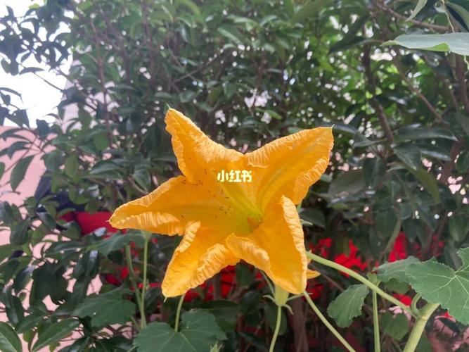 南瓜鲜花花语(南瓜花语录)-第1张图片-花花知道网 南瓜鲜花花语(南瓜花语录)-第1张图片-花花知道网