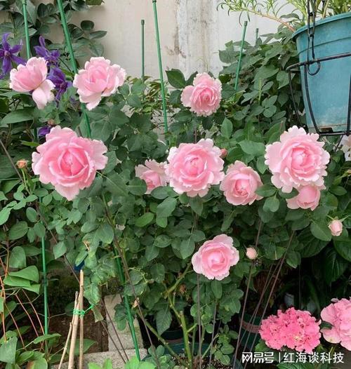 珍珠狸鲜花花语(中原区都有哪些路)-第1张图片-花花知道网 珍珠狸鲜花花语(中原区都有哪些路)-第1张图片-花花知道网