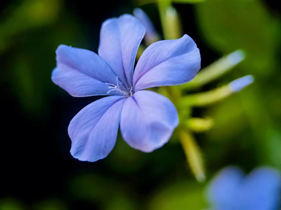 高冷鲜花花语(高冷鲜花花语图片)-第1张图片-花花知道网 高冷鲜花花语(高冷鲜花花语图片)-第1张图片-花花知道网