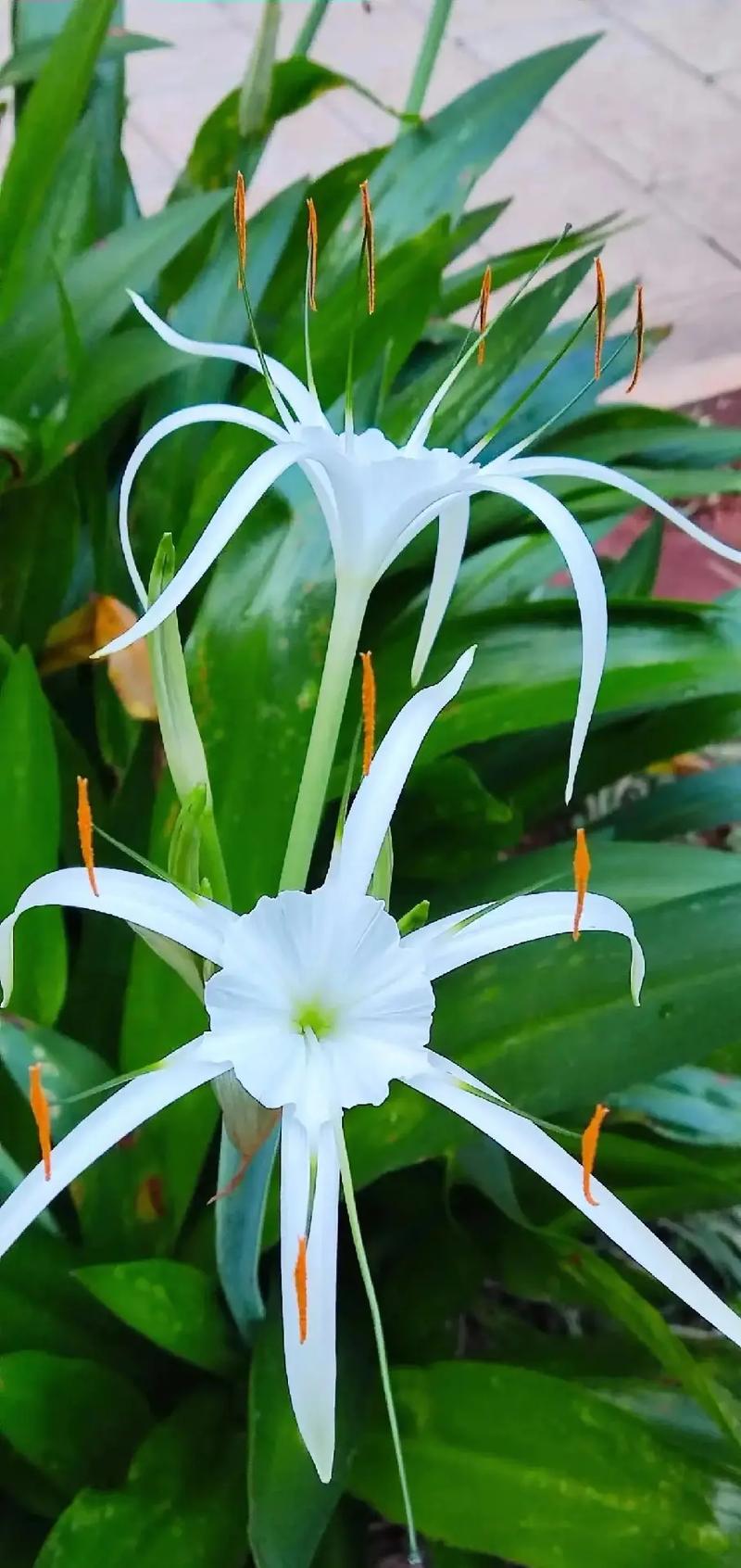 高冷鲜花花语(高冷鲜花花语图片)-第4张图片-花花知道网 高冷鲜花花语(高冷鲜花花语图片)-第4张图片-花花知道网