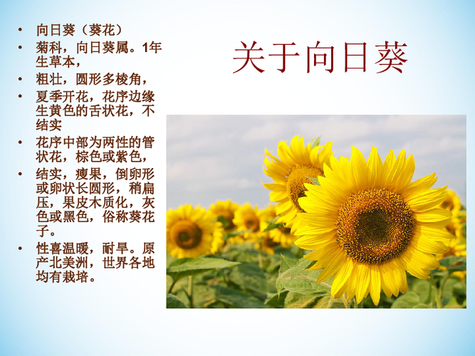 鲜花花语和枝数(鲜花枝数寓意)-第2张图片-花花知道网 鲜花花语和枝数(鲜花枝数寓意)-第2张图片-花花知道网