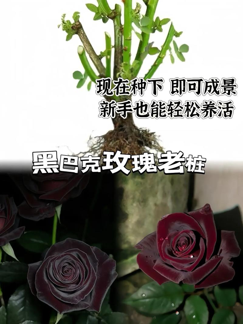 暗黑玫瑰鲜花花语是什么(暗黑玫瑰鲜花花语是什么)-第3张图片-花花知道网 暗黑玫瑰鲜花花语是什么(暗黑玫瑰鲜花花语是什么)-第3张图片-花花知道网