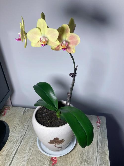 郁金香和百合鲜花花语区别(郁金香跟百合放在一起是什么意思)-第6张图片-花花知道网 郁金香和百合鲜花花语区别(郁金香跟百合放在一起是什么意思)-第6张图片-花花知道网