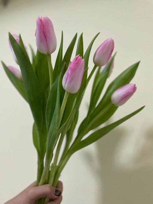 郁金香和百合鲜花花语区别(郁金香跟百合放在一起是什么意思)-第7张图片-花花知道网 郁金香和百合鲜花花语区别(郁金香跟百合放在一起是什么意思)-第7张图片-花花知道网