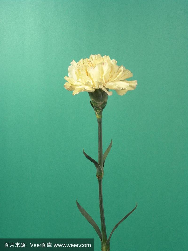 云南鲜花花语馈赠(云南鲜花图片大全)-第1张图片-花花知道网 云南鲜花花语馈赠(云南鲜花图片大全)-第1张图片-花花知道网