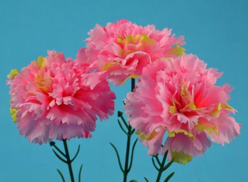 百科生日送花的讲究(生日送花会不会不好)-第8张图片-花花知道网 百科生日送花的讲究(生日送花会不会不好)-第8张图片-花花知道网