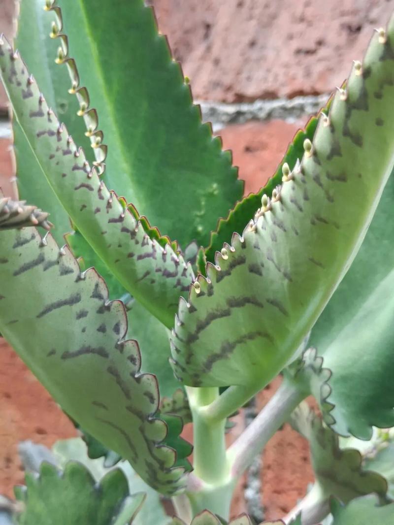 折射鲜花花语是什么意思(折射玫瑰花语是什么)-第3张图片-花花知道网 折射鲜花花语是什么意思(折射玫瑰花语是什么)-第3张图片-花花知道网