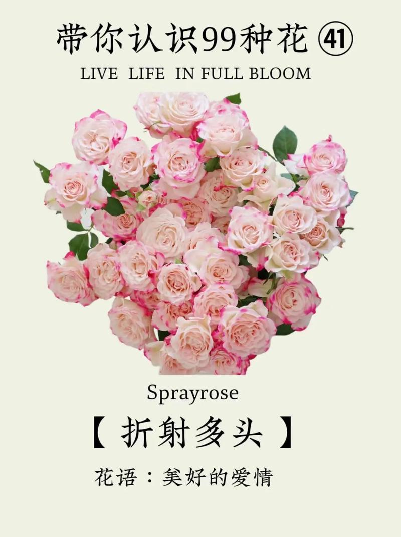 折射鲜花花语是什么意思(折射玫瑰花语是什么)-第7张图片-花花知道网 折射鲜花花语是什么意思(折射玫瑰花语是什么)-第7张图片-花花知道网
