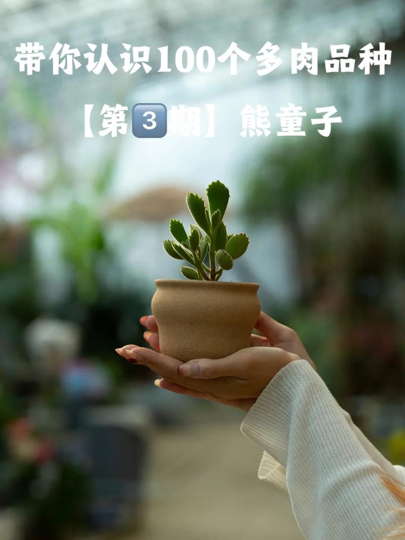 小熊鲜花花语寓意和象征(小熊熊鲜花)-第1张图片-花花知道网 小熊鲜花花语寓意和象征(小熊熊鲜花)-第1张图片-花花知道网