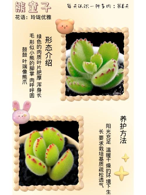 小熊鲜花花语寓意和象征(小熊熊鲜花)-第2张图片-花花知道网 小熊鲜花花语寓意和象征(小熊熊鲜花)-第2张图片-花花知道网