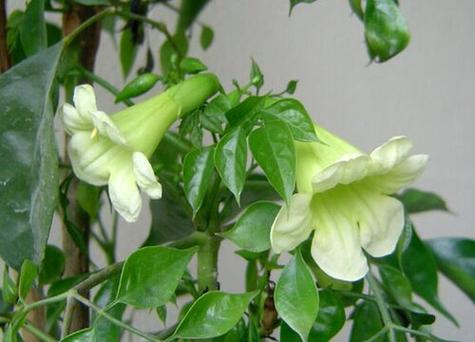 澳洲绿宝石鲜花花语(澳洲绿宝石生蚝)-第2张图片-花花知道网 澳洲绿宝石鲜花花语(澳洲绿宝石生蚝)-第2张图片-花花知道网