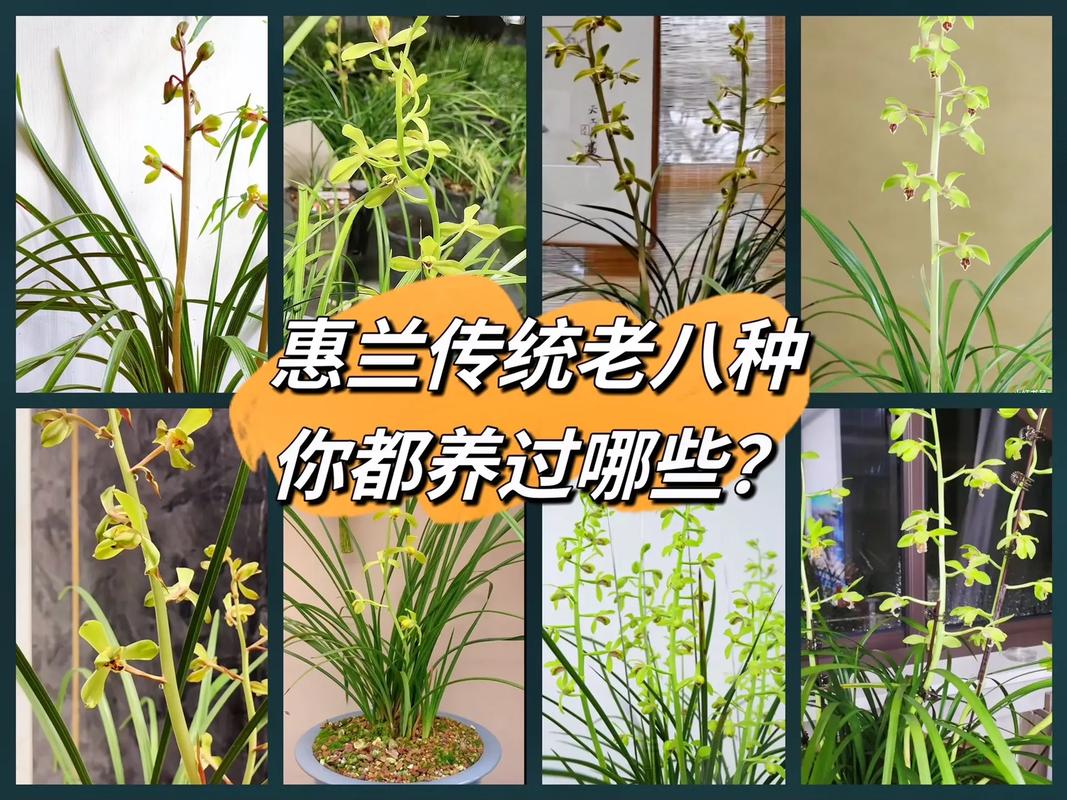 澳洲绿宝石鲜花花语(澳洲绿宝石生蚝)-第3张图片-花花知道网 澳洲绿宝石鲜花花语(澳洲绿宝石生蚝)-第3张图片-花花知道网