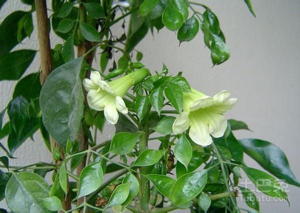 澳洲绿宝石鲜花花语(澳洲绿宝石生蚝)-第5张图片-花花知道网 澳洲绿宝石鲜花花语(澳洲绿宝石生蚝)-第5张图片-花花知道网