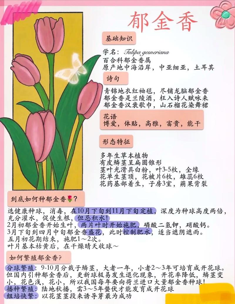 鲜花花束郁金香花语和寓意(鲜花郁金香有毒吗)-第6张图片-花花知道网 鲜花花束郁金香花语和寓意(鲜花郁金香有毒吗)-第6张图片-花花知道网