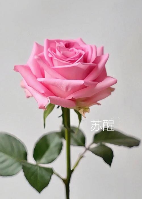 25支玫瑰鲜花代表的寓意(25支玫瑰什么意思)-第6张图片-花花知道网 25支玫瑰鲜花代表的寓意(25支玫瑰什么意思)-第6张图片-花花知道网