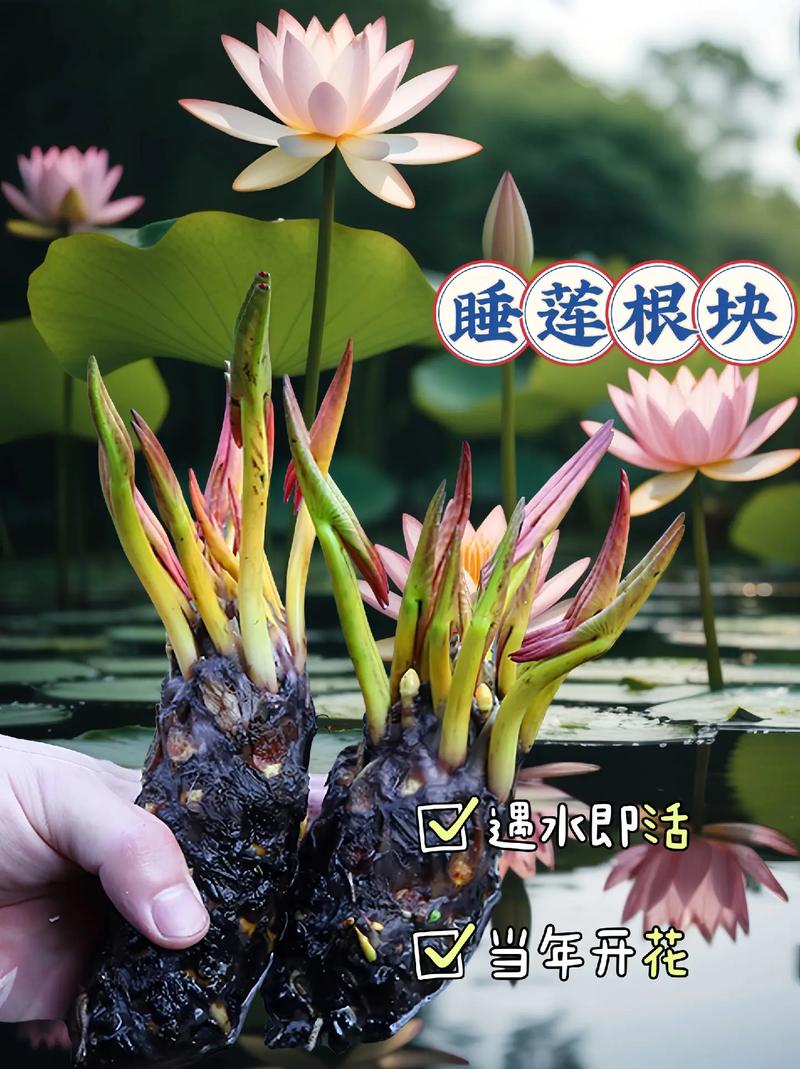睡莲鲜花花语和寓意(睡莲的花语和寓意还有传说)-第2张图片-花花知道网 睡莲鲜花花语和寓意(睡莲的花语和寓意还有传说)-第2张图片-花花知道网