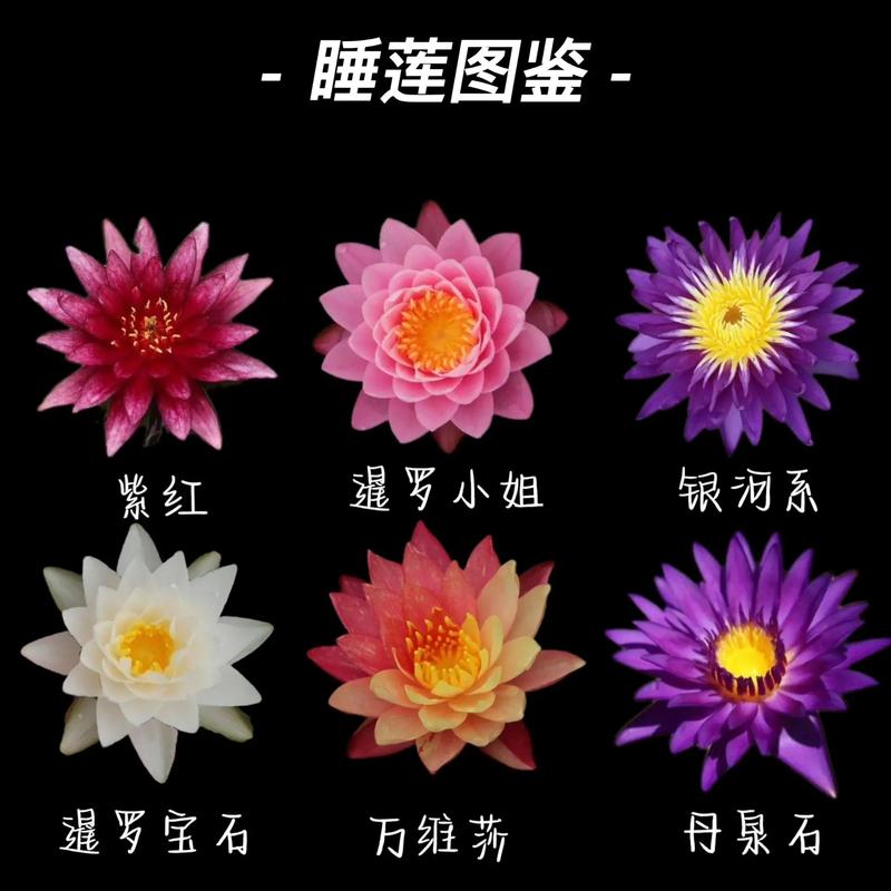 睡莲鲜花花语和寓意(睡莲的花语和寓意还有传说)-第6张图片-花花知道网 睡莲鲜花花语和寓意(睡莲的花语和寓意还有传说)-第6张图片-花花知道网