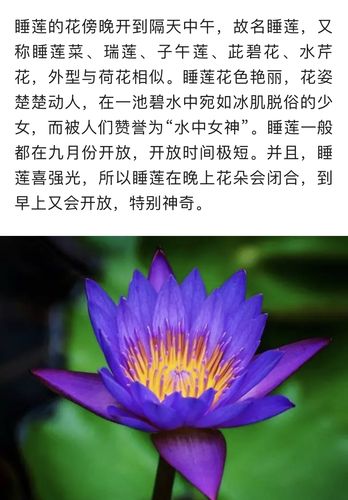 睡莲鲜花花语和寓意(睡莲的花语和寓意还有传说)-第7张图片-花花知道网 睡莲鲜花花语和寓意(睡莲的花语和寓意还有传说)-第7张图片-花花知道网