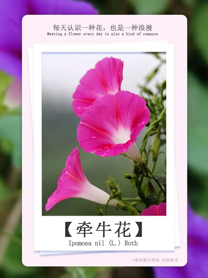 鲜花花语和养护(鲜花各种花语)-第5张图片-花花知道网 鲜花花语和养护(鲜花各种花语)-第5张图片-花花知道网
