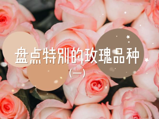 爱莎公主鲜花花语(爱莎 花语)-第1张图片-花花知道网 爱莎公主鲜花花语(爱莎 花语)-第1张图片-花花知道网