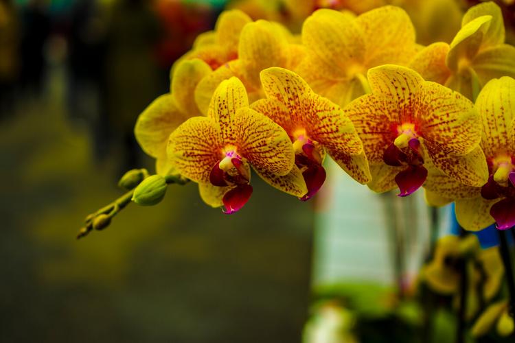 象征兄妹友谊的鲜花花语(兄妹情送什么花)-第7张图片-花花知道网 象征兄妹友谊的鲜花花语(兄妹情送什么花)-第7张图片-花花知道网