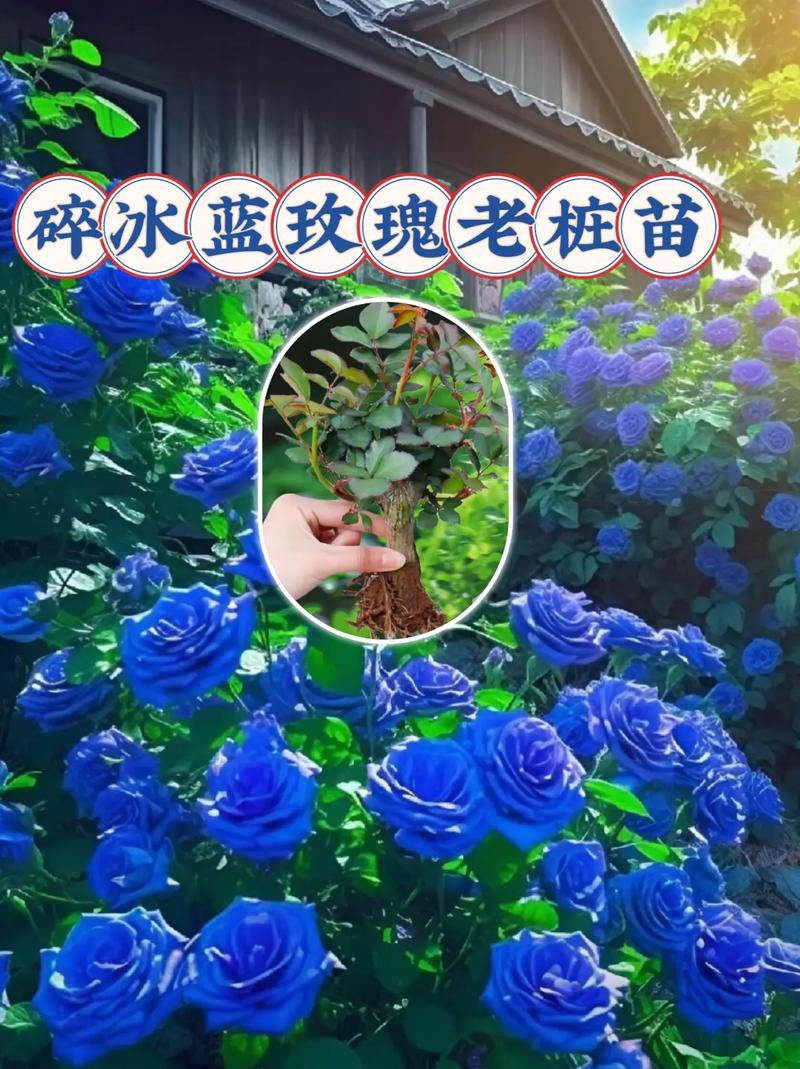 52朵鲜花什么寓意(52朵玫瑰花束寓意)-第4张图片-花花知道网 52朵鲜花什么寓意(52朵玫瑰花束寓意)-第4张图片-花花知道网