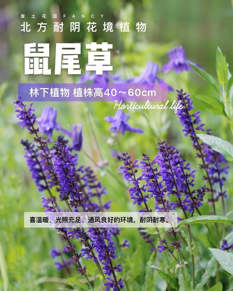 鼠尾草花语(鼠尾草花语是什么)-第2张图片-花花知道网 鼠尾草花语(鼠尾草花语是什么)-第2张图片-花花知道网