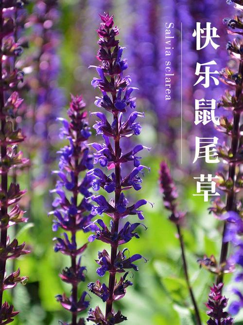 鼠尾草花语(鼠尾草花语是什么)-第5张图片-花花知道网 鼠尾草花语(鼠尾草花语是什么)-第5张图片-花花知道网