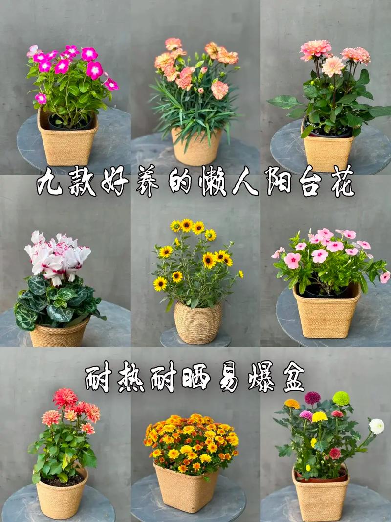 直播间卖鲜花花语(直播卖鲜花行吗)-第4张图片-花花知道网 直播间卖鲜花花语(直播卖鲜花行吗)-第4张图片-花花知道网