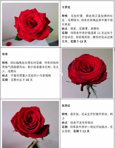 18枝玫瑰鲜花花束寓意(18朵玫瑰花的寓意和花语)-第6张图片-花花知道网 18枝玫瑰鲜花花束寓意(18朵玫瑰花的寓意和花语)-第6张图片-花花知道网