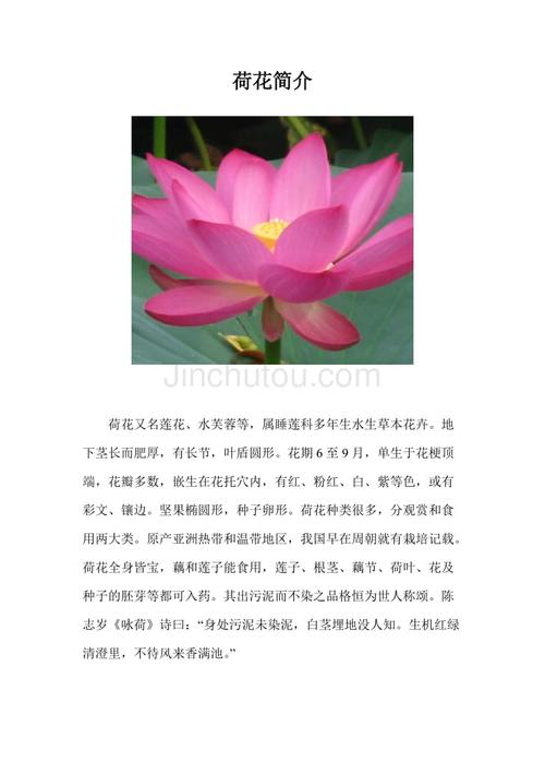 鲜花花语和花名有关(鲜花花语和花名有关的名字)-第4张图片-花花知道网 鲜花花语和花名有关(鲜花花语和花名有关的名字)-第4张图片-花花知道网
