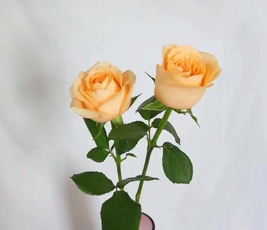 云南鲜花花语(云南鲜花名称)-第7张图片-花花知道网 云南鲜花花语(云南鲜花名称)-第7张图片-花花知道网