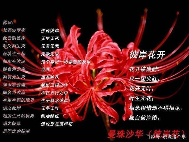象征爱情思念的鲜花花语(表示思念的花语)-第1张图片-花花知道网 象征爱情思念的鲜花花语(表示思念的花语)-第1张图片-花花知道网