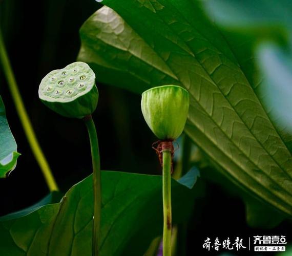 有莲蓬的鲜花花语和寓意(莲蓬花艺图片)-第1张图片-花花知道网 有莲蓬的鲜花花语和寓意(莲蓬花艺图片)-第1张图片-花花知道网
